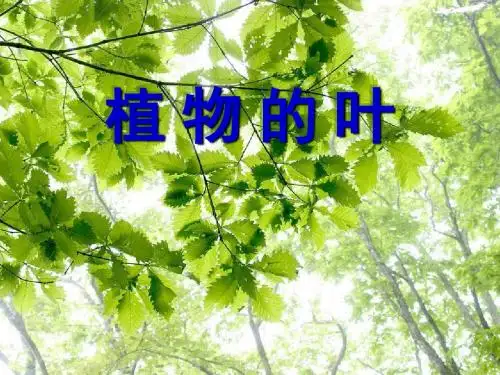 1.5《植物的叶》PPT课件