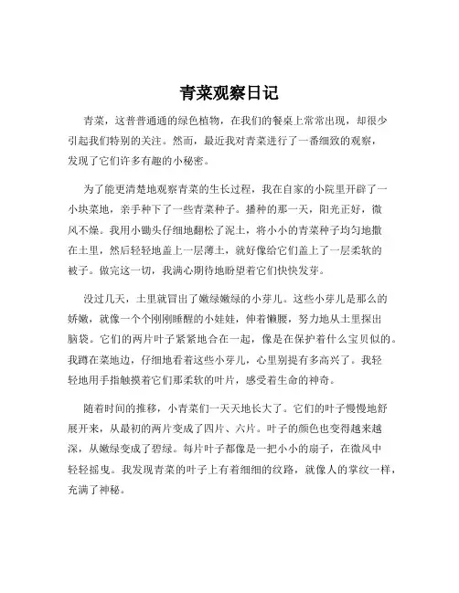 青菜观察日记