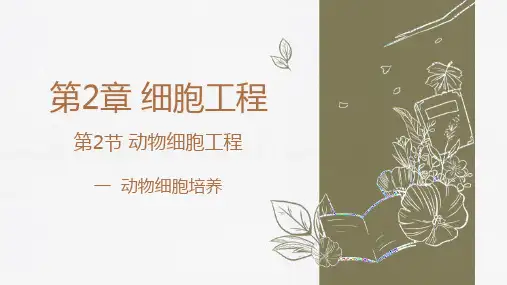 动物细胞培养课件-高二生物人教版选择性必修3