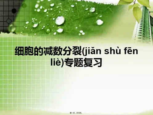 减数分裂专题复习(会考整理)