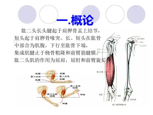 肱二头肌长头腱断裂ppt课件