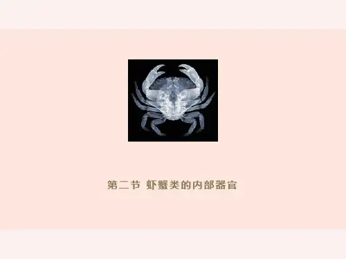 虾蟹类的内部构造