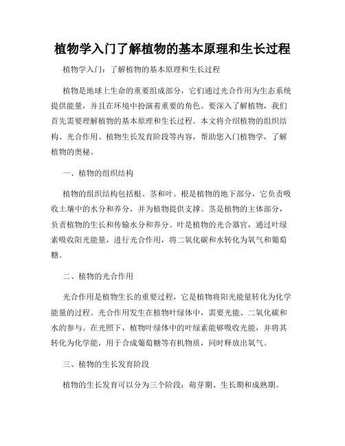 植物学入门了解植物的基本原理和生长过程