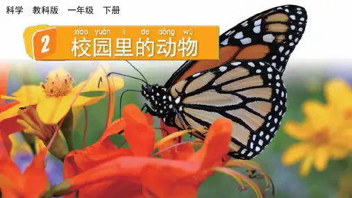 2024教科版科学一年级下册第二单元动物2 校园里的动物教学课件ppt