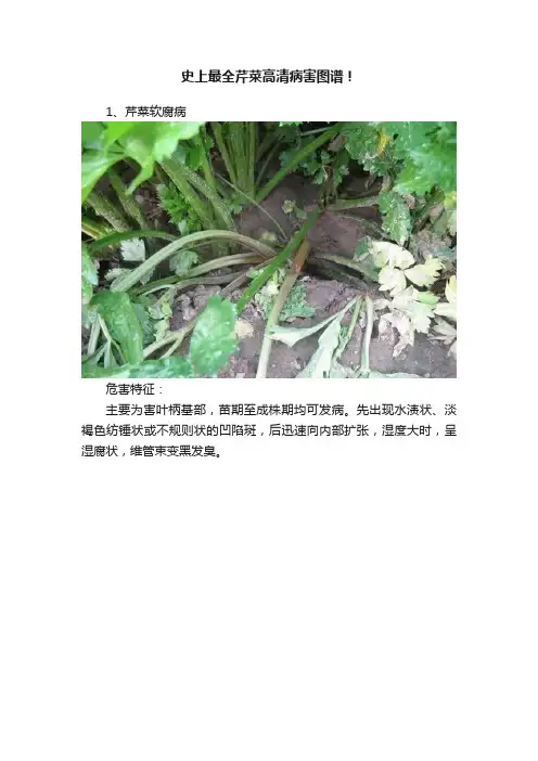 史上最全芹菜高清病害图谱！
