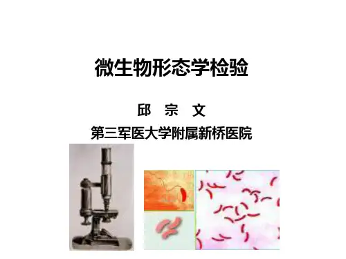 微生物形态学检验-PPT
