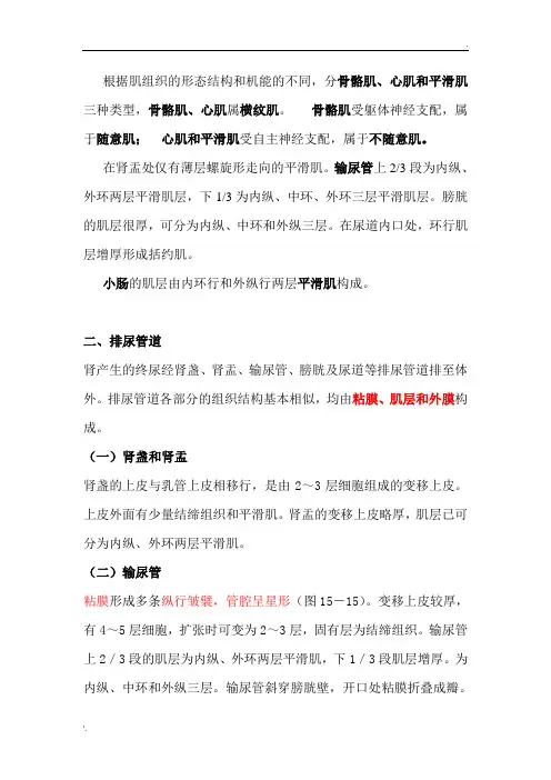 肌肉的分类