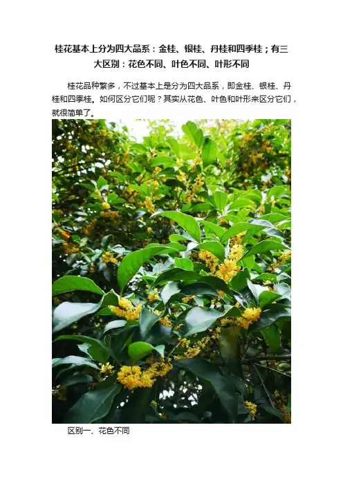 桂花基本上分为四大品系：金桂、银桂、丹桂和四季桂；有三大区别：花色不同、叶色不同、叶形不同