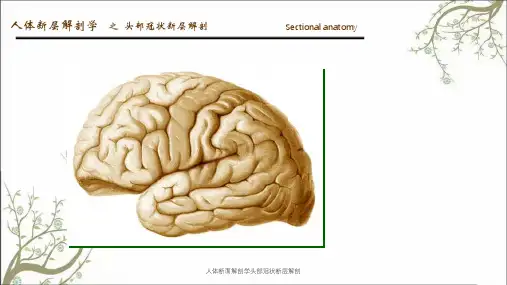 人体断面解剖学头部冠状断层解剖