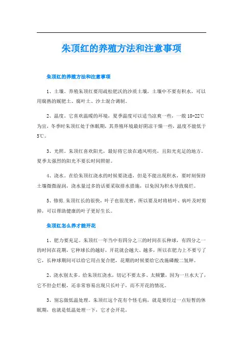朱顶红的养殖方法和注意事项