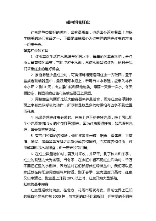 如何饲养红虫