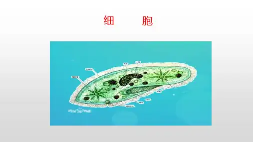青岛版科学六年级上册《细胞》课件