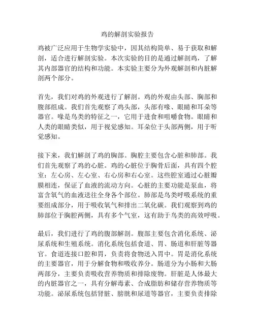 鸡的解剖实验报告
