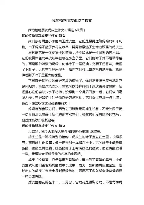 我的植物朋友虎皮兰作文（精选60篇）