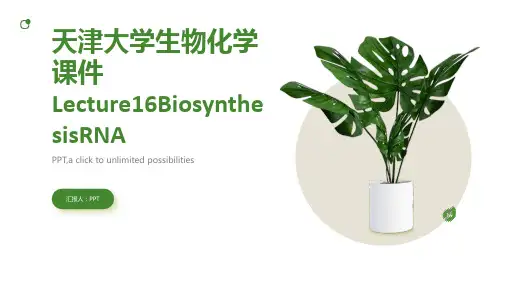 天津大学生物化学课件Lecture16BiosynthesisRNA