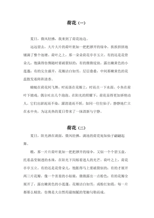 荷花小练笔300字