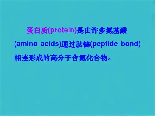 生物化学 蛋白质的结构与功能(共120张PPT)