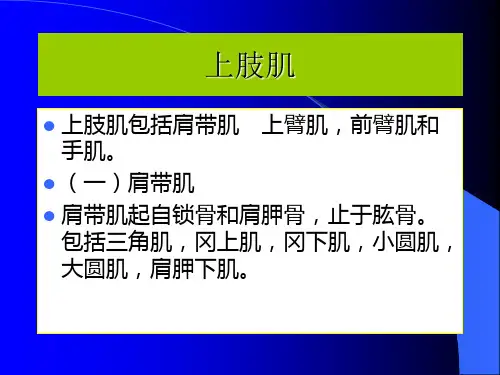 运动解剖学 上肢肌    武汉体育学院体育科技学院  马春莲