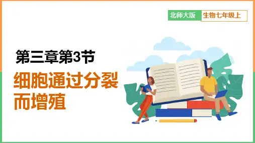 初中生物北师大版七年级上册《细胞通过分裂而增殖》课件