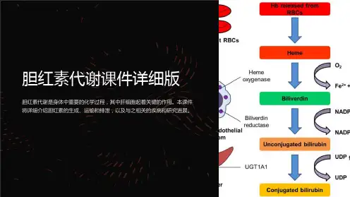 胆红素代谢课件详细版