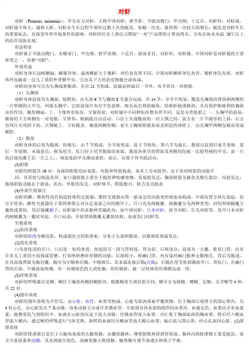 对虾及图片
