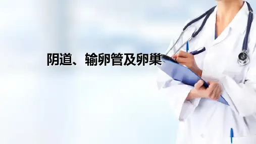女性生殖系统解剖—内生殖器(产科护理)
