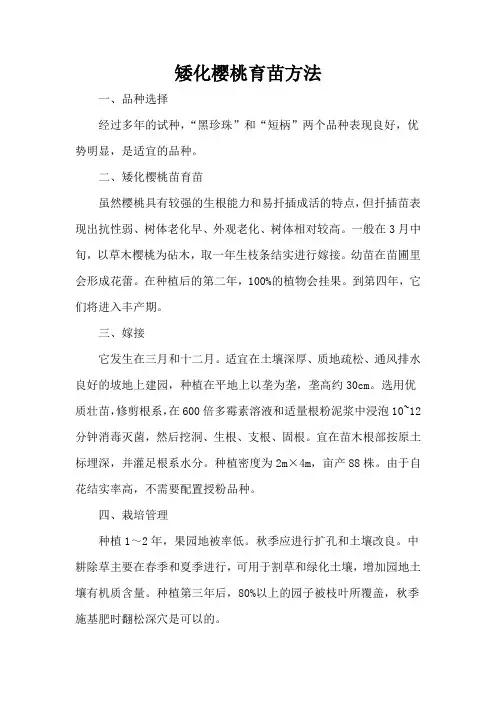 矮化樱桃育苗方法
