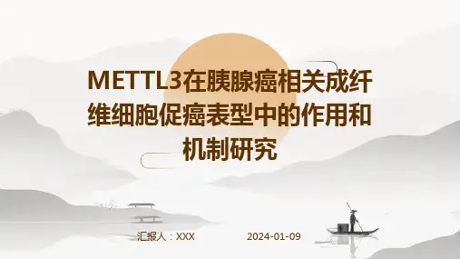 METTL3在胰腺癌相关成纤维细胞促癌表型中的作用和机制研究演示稿件
