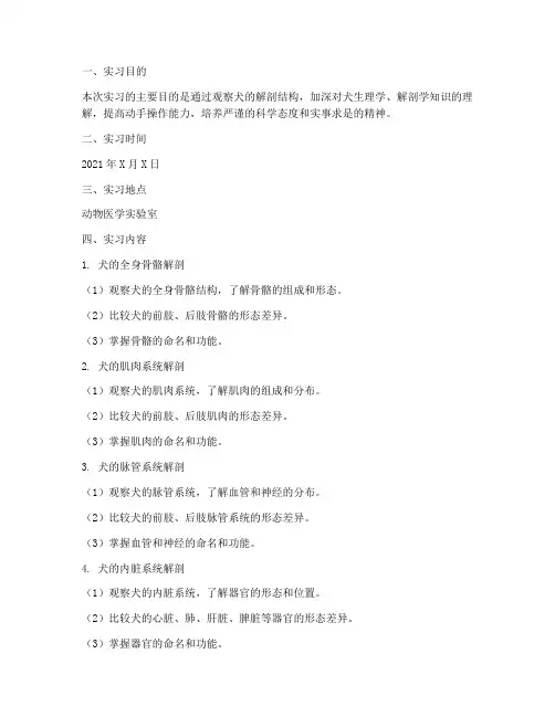 犬解剖实习报告