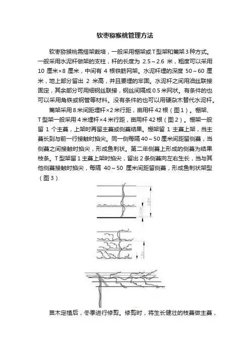 软枣猕猴桃管理方法