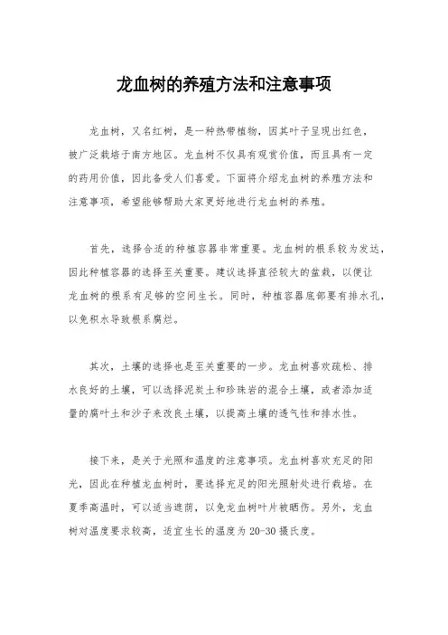 龙血树的养殖方法和注意事项
