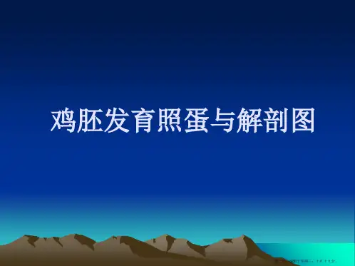 鸡胚发育照蛋与解剖图