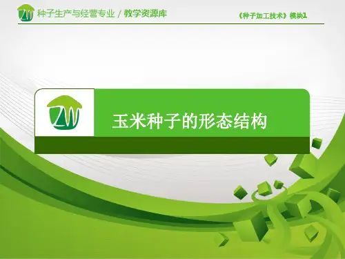 玉米种子的形态结构