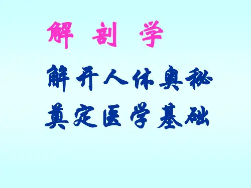 解剖学-神经系统-周围N脊神经