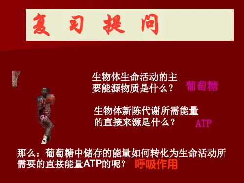 生物学③必修5.3《ATP的主要来源——细胞呼吸》(新人教版-必修1)PPT课件_Hooker