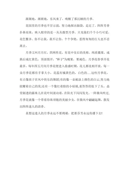 月季花的特点和外形,颜色作文350字