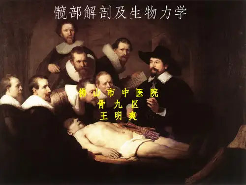 髋部解剖及生物力学