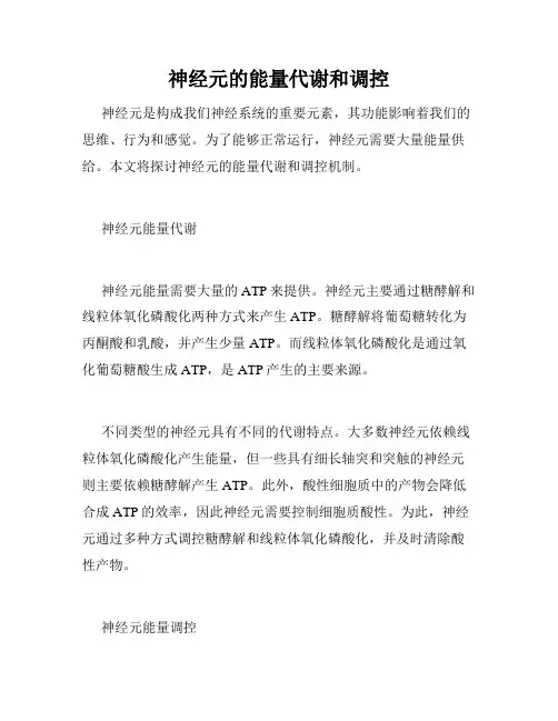 神经元的能量代谢和调控