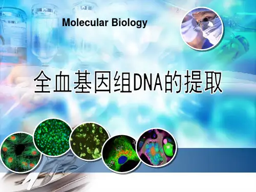 全血基因组DNA的提取