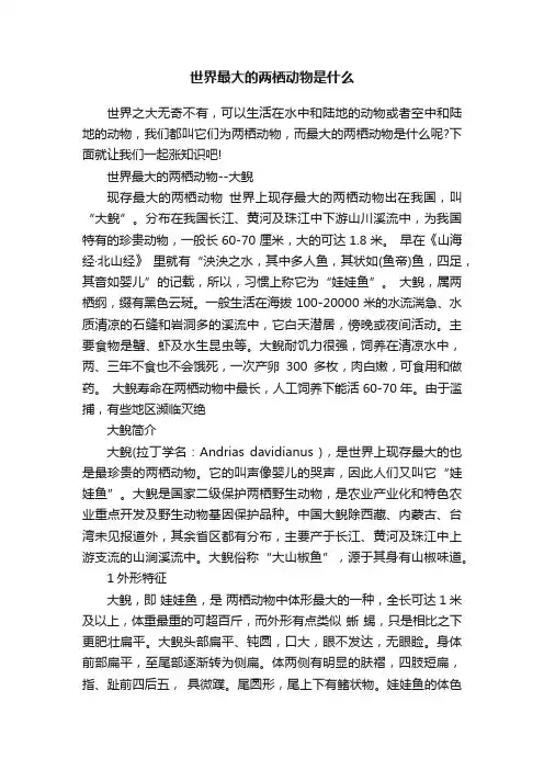 世界最大的两栖动物是什么