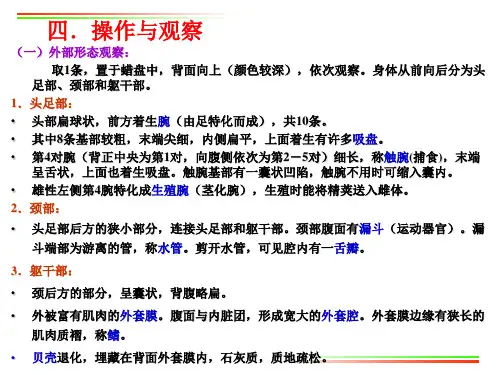 实验3 乌贼的外部形态及内部解剖(软体动物门)_PPT幻灯片