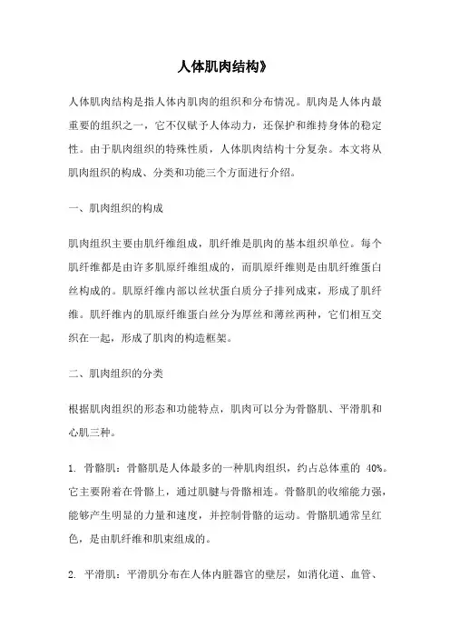 人体肌肉结构》