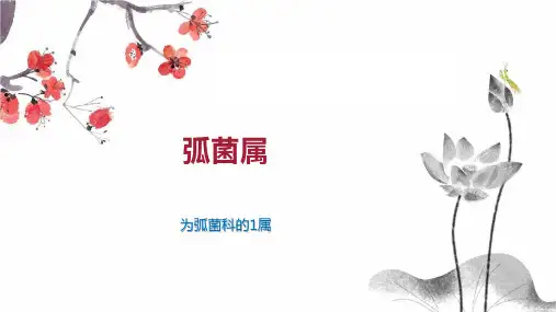 弧菌属    