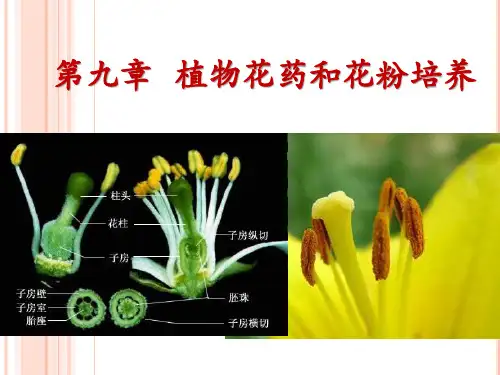 第九章   植物花药和花粉培养