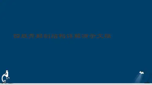 四肢骨解剖结构详解演示文稿