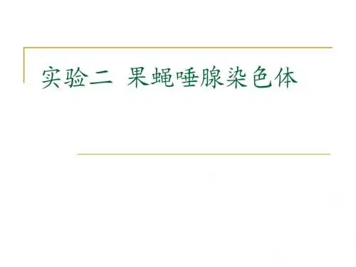 实验二 果蝇唾腺染色体