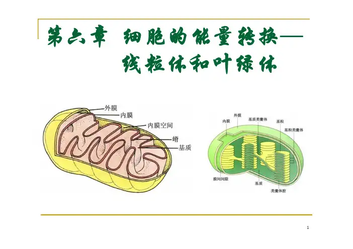 7 第七章线粒体与叶绿体