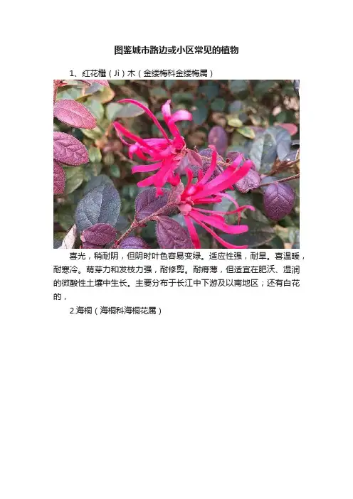 图鉴城市路边或小区常见的植物