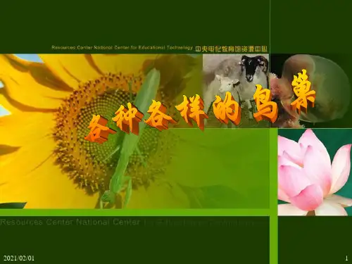 各种各样的鸟巢优质课件PPT