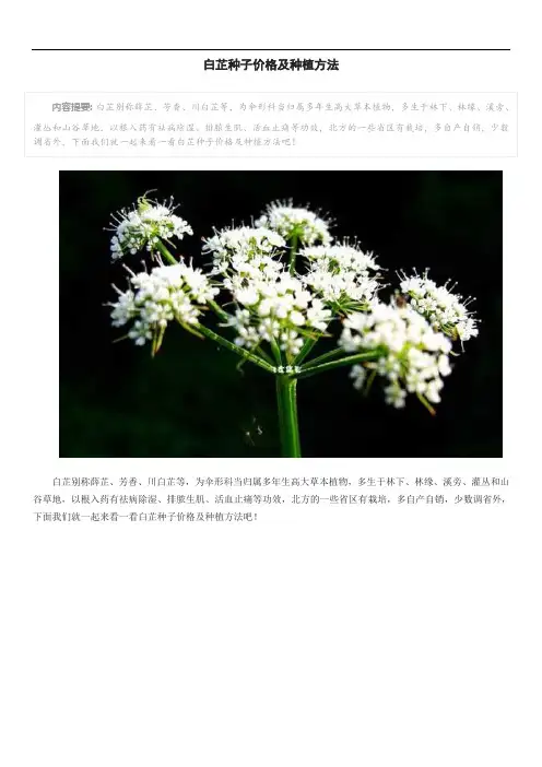 白芷种子价格及种植方法